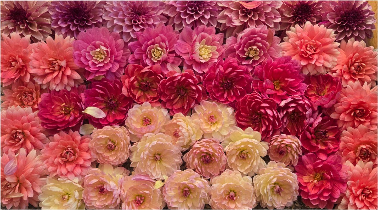 Waterlily Unicorn Bundle