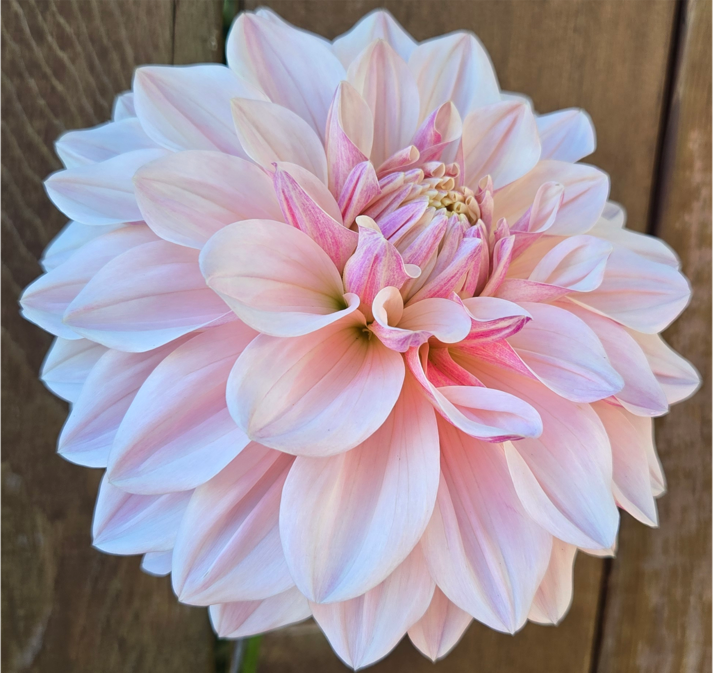 Australian Varieties Bundle