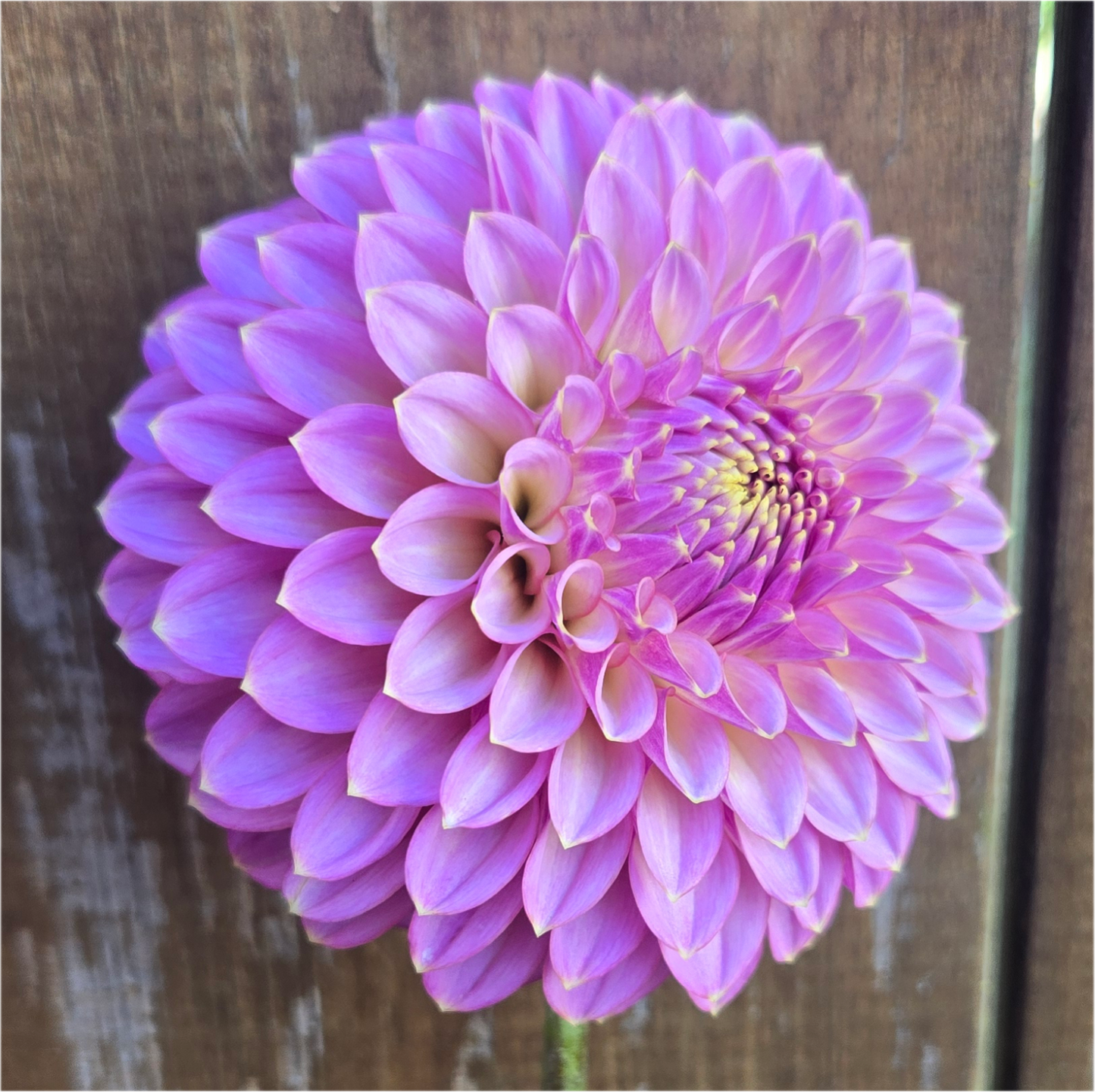 Skipley Spot of Gold