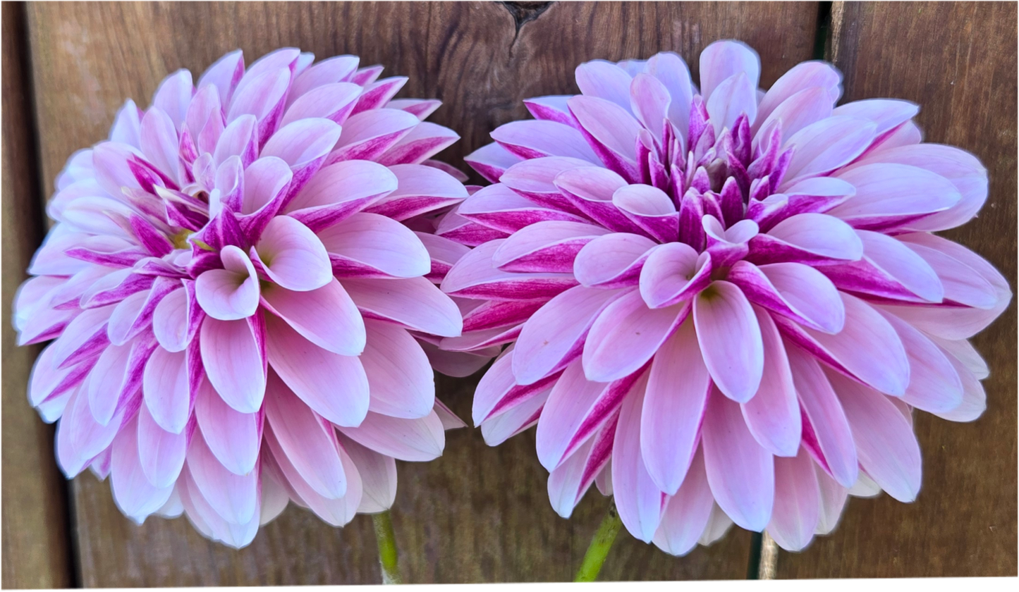 Salish Twilight Girl