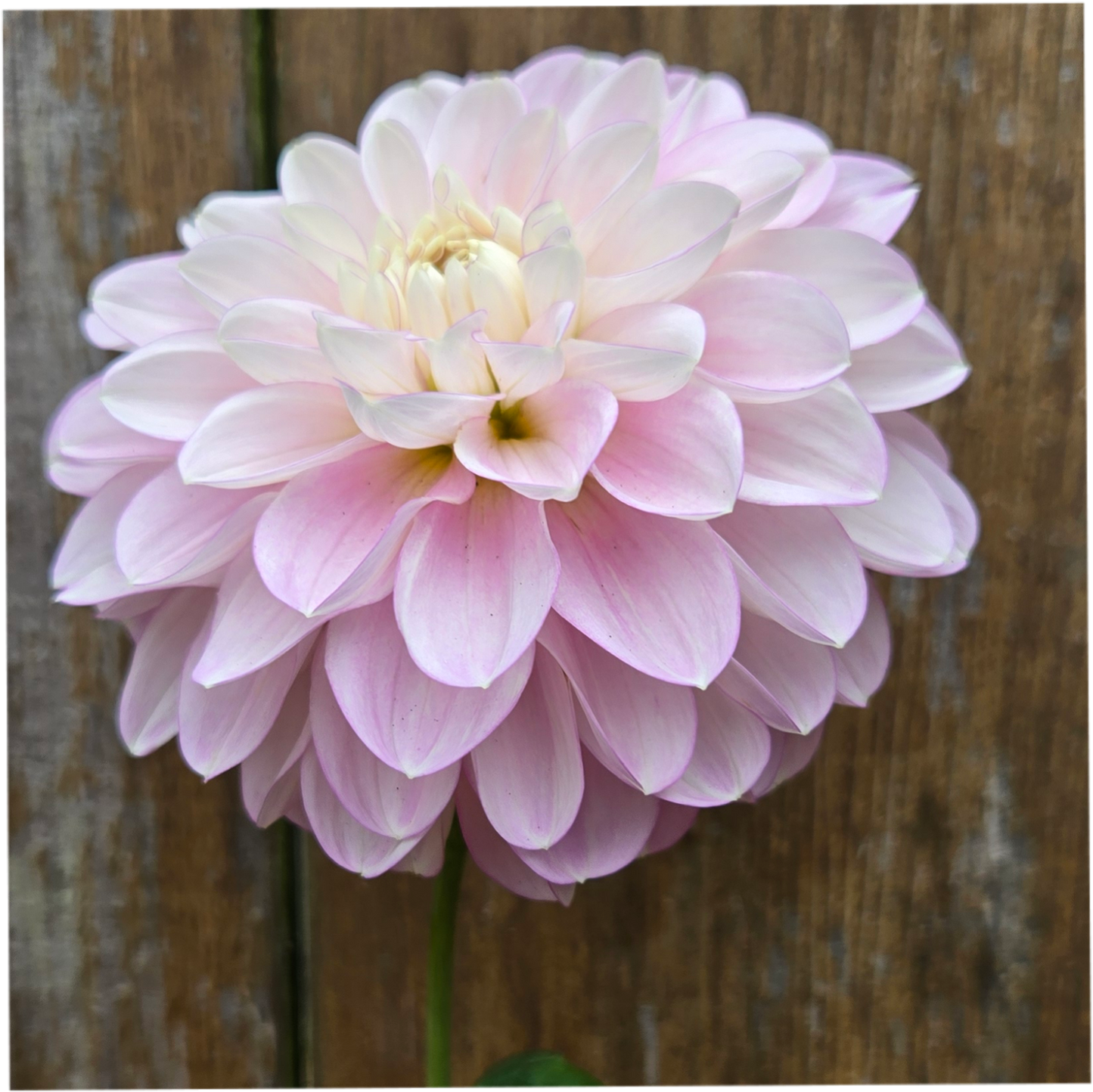 Marionberry Milkshake