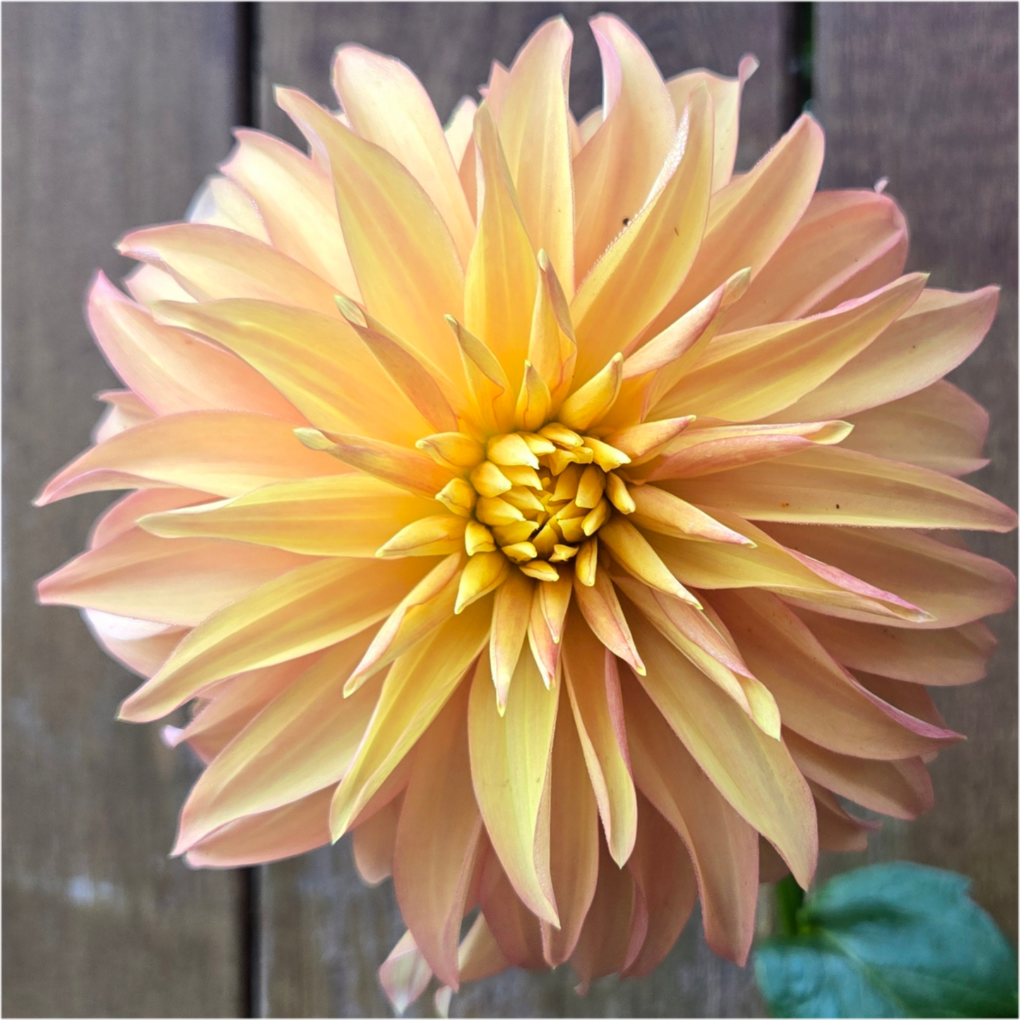 BQ Pumpkin - Cutting