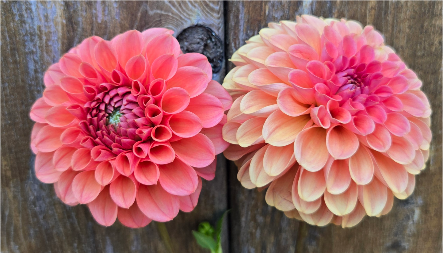 RM Tarnished - Cutting