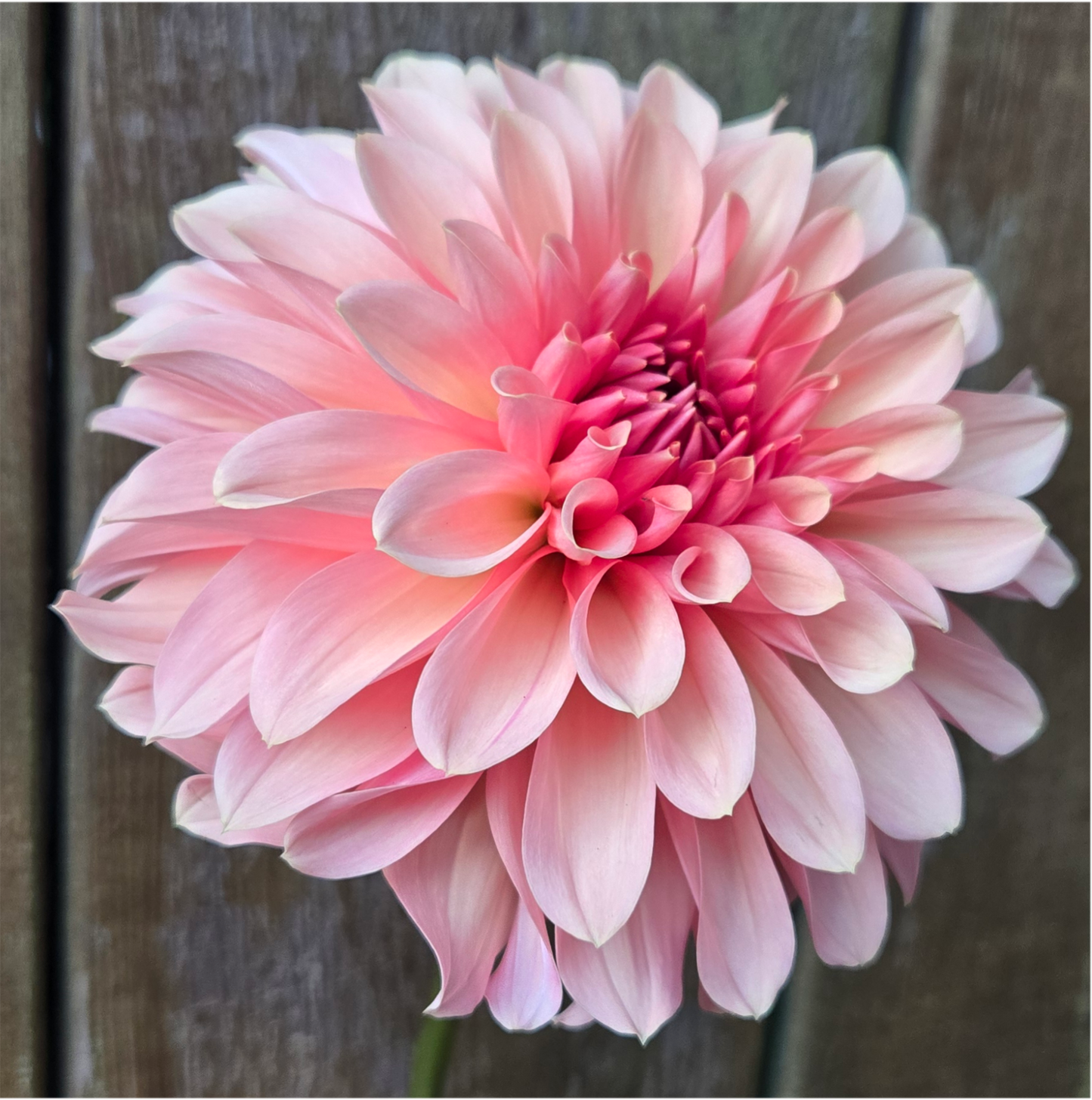 Cara Elizabeth - Cutting