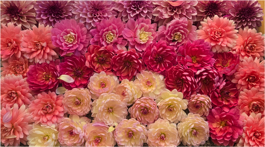 Waterlily Unicorn Bundle