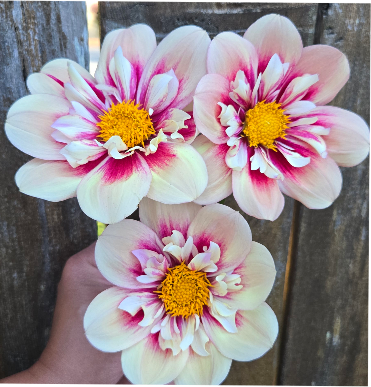 Collarette Unicorn Bundle