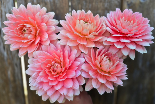 Carolina Wagemans - Cutting