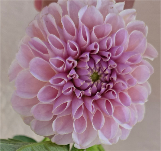 Cinder Rose - Cutting