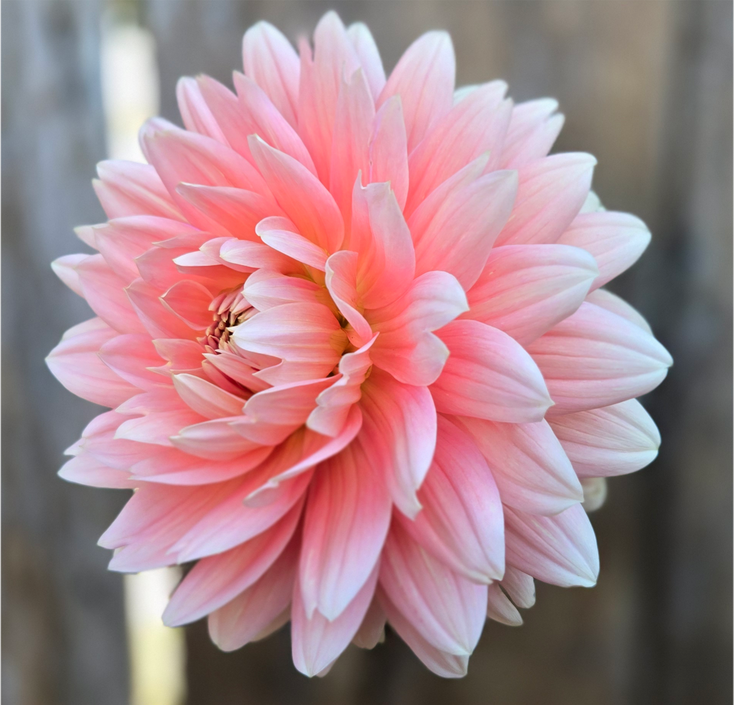 Carolina Wagemans - Cutting