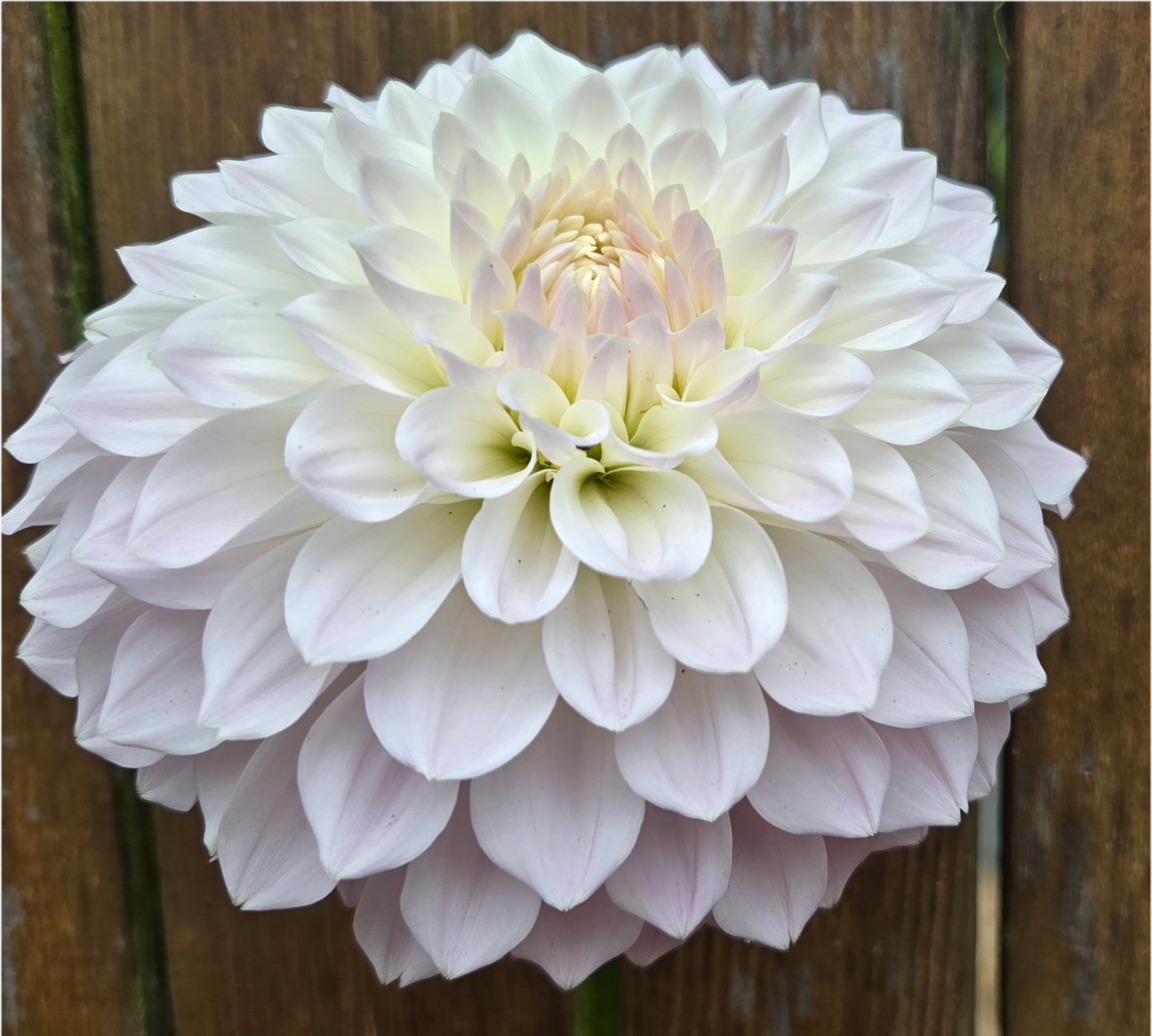 Hollyhill Pink Pearl