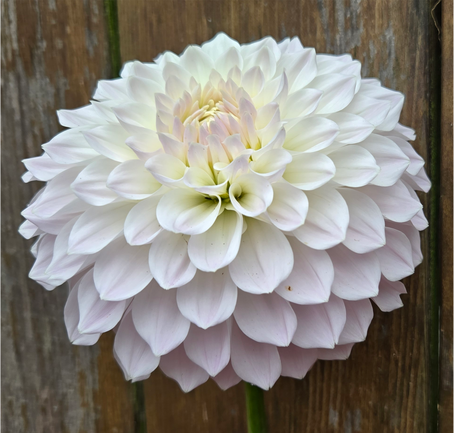 Hollyhill Pink Pearl