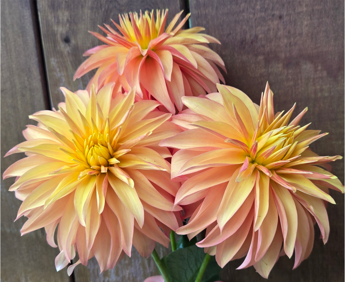 BQ Pumpkin - Cutting