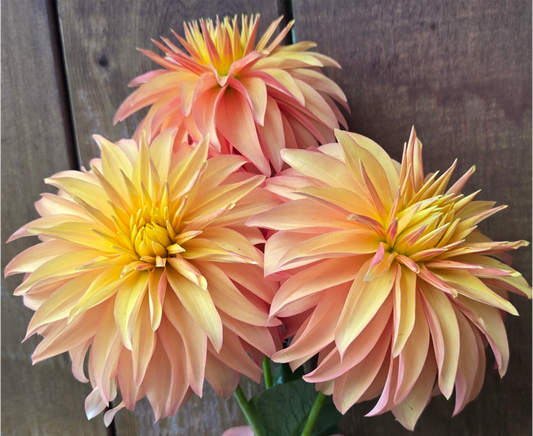 BQ Pumpkin - Cutting