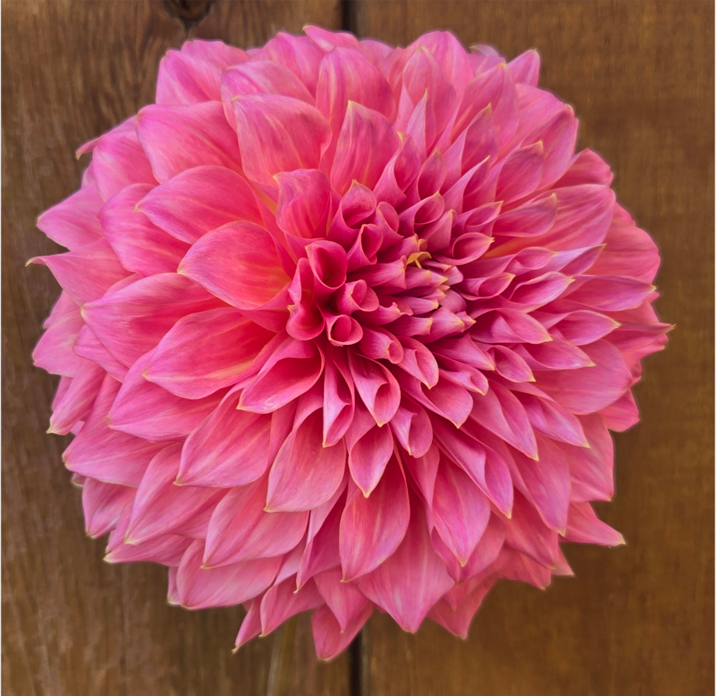 Avoca Amanda - Cutting