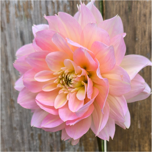 Rosemary Webb - Cutting