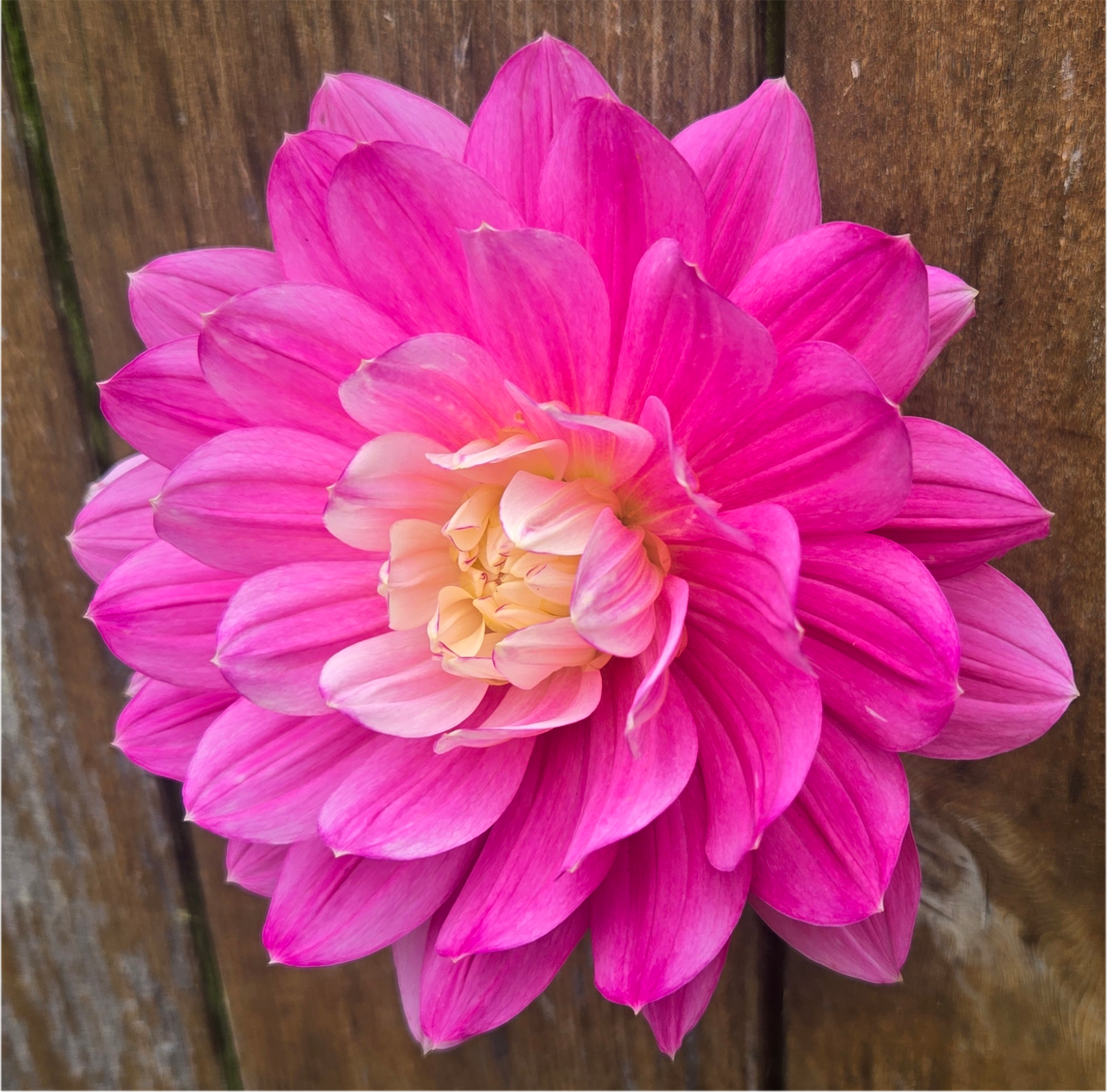 Hollyhill Pink Martini