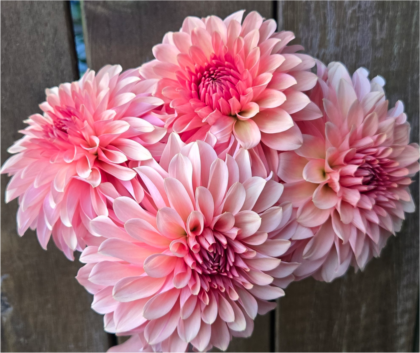 Cara Elizabeth - Cutting