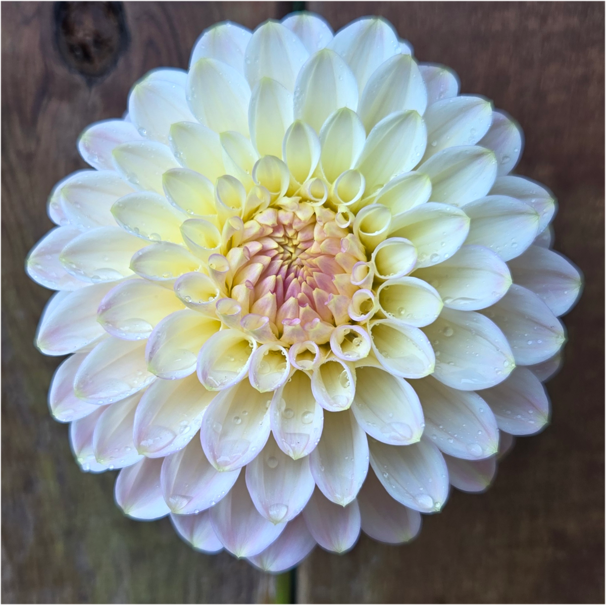 Arnside Rose – Makayla's Meadow