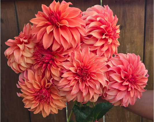 BQ Pleasing - Cutting