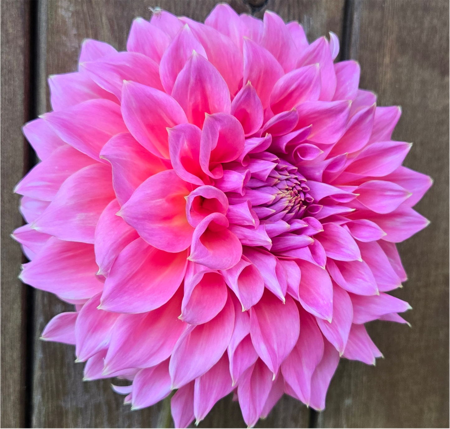 Avoca Amanda - Cutting