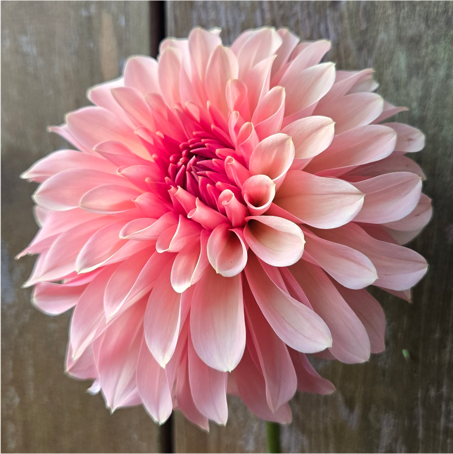 Cara Elizabeth - Cutting