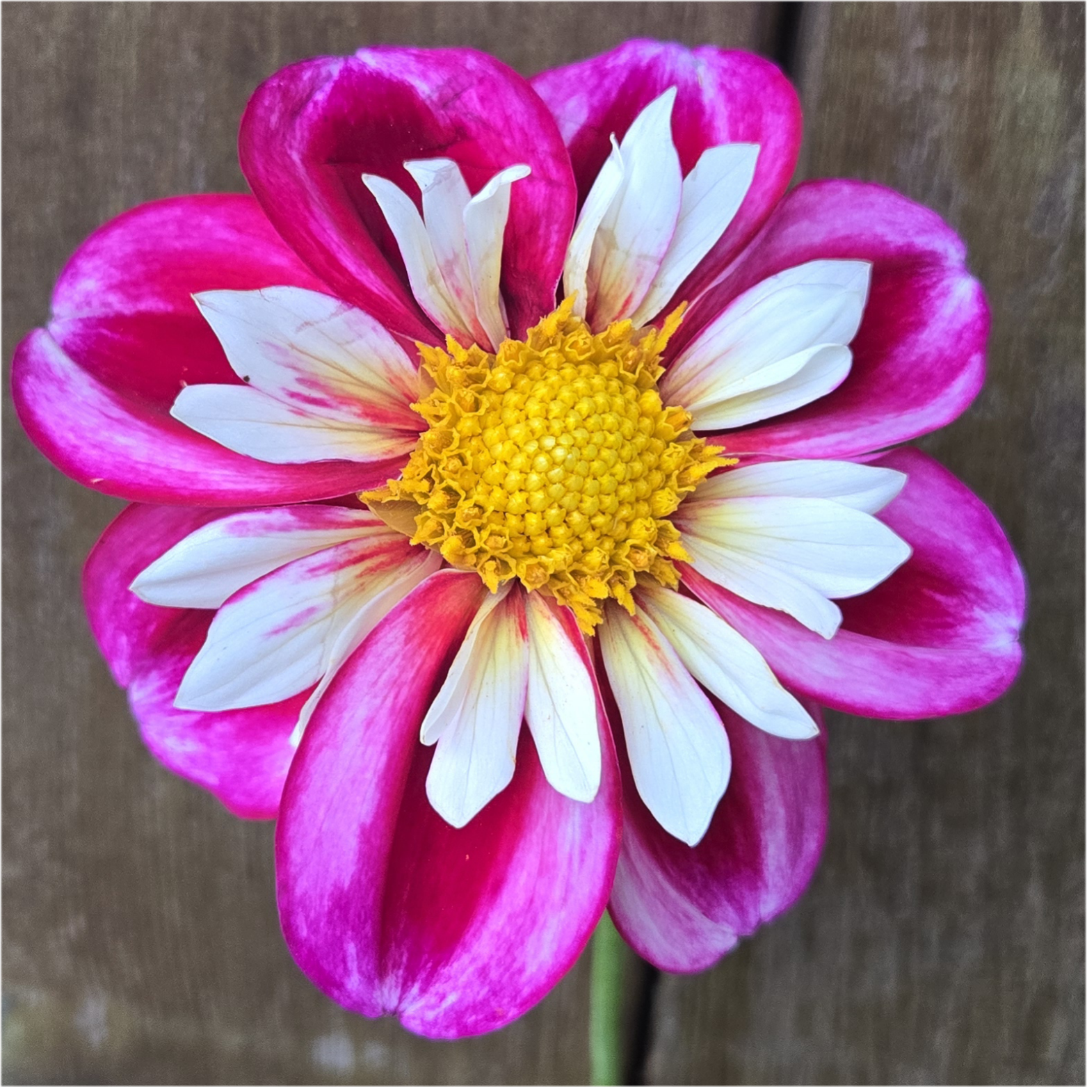 Bumble Rumble – Makayla's Meadow
