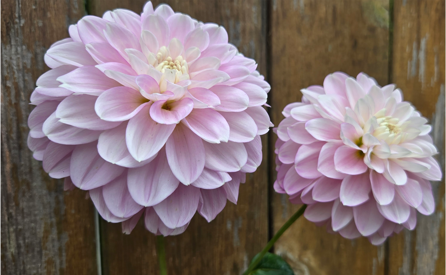 Marionberry Milkshake