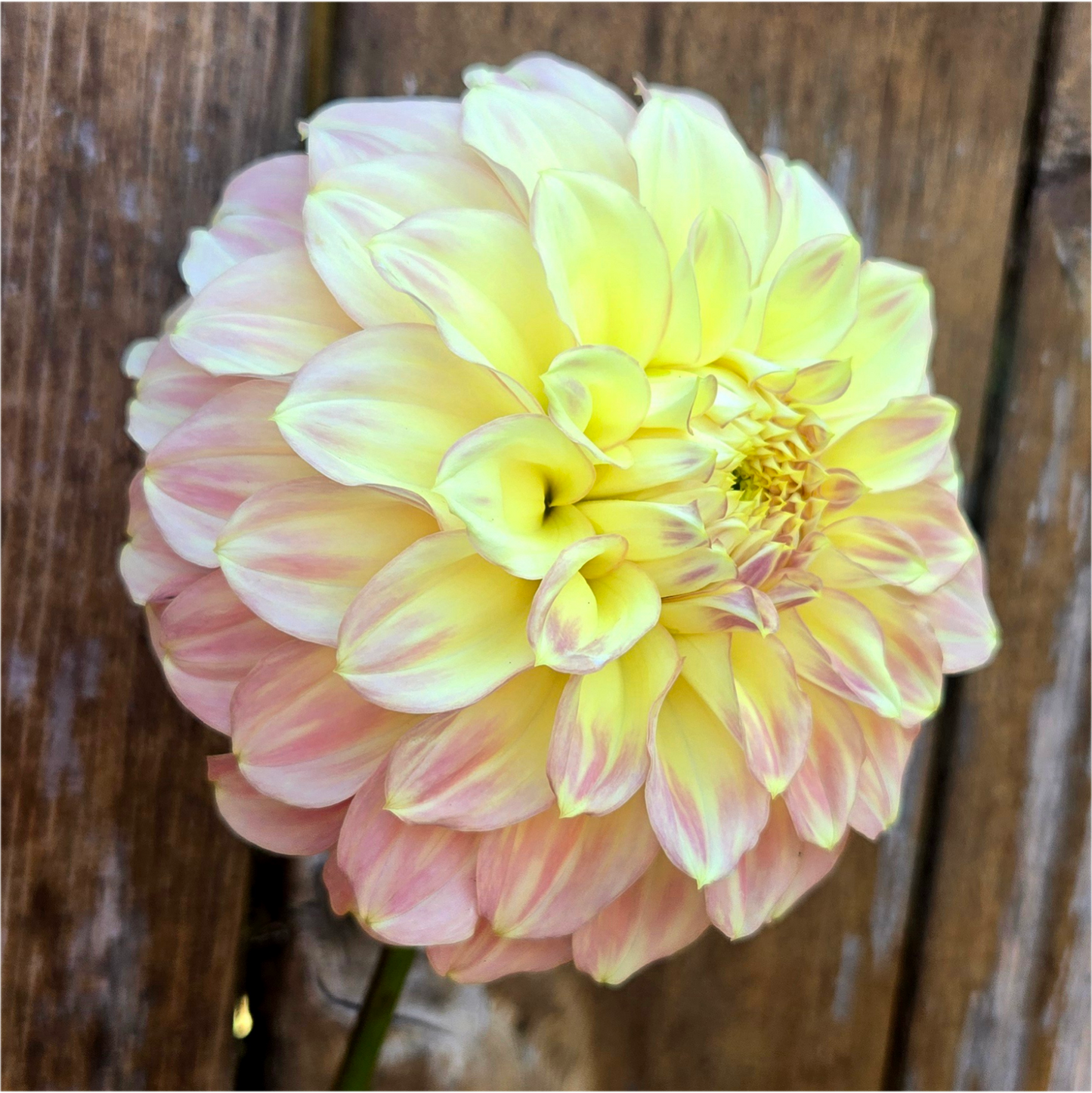 Coorabel Astrid - Cutting