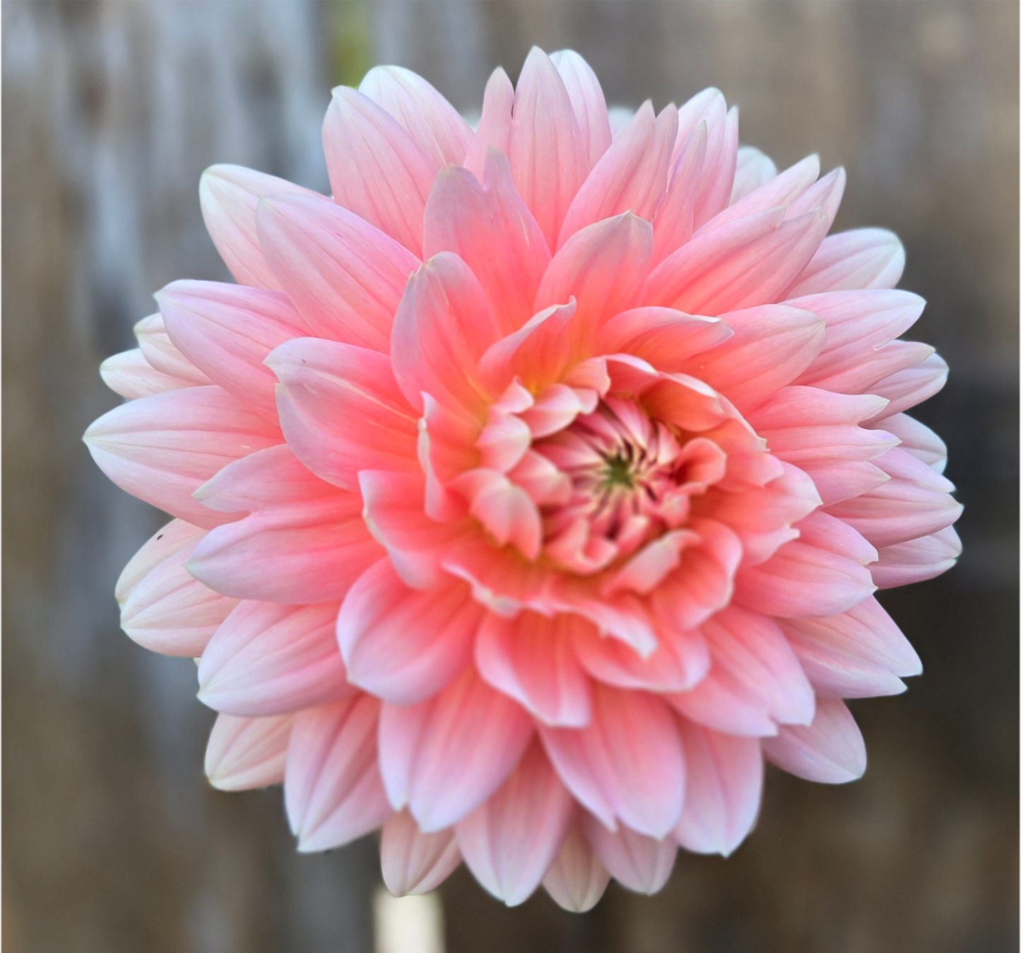 Carolina Wagemans - Cutting