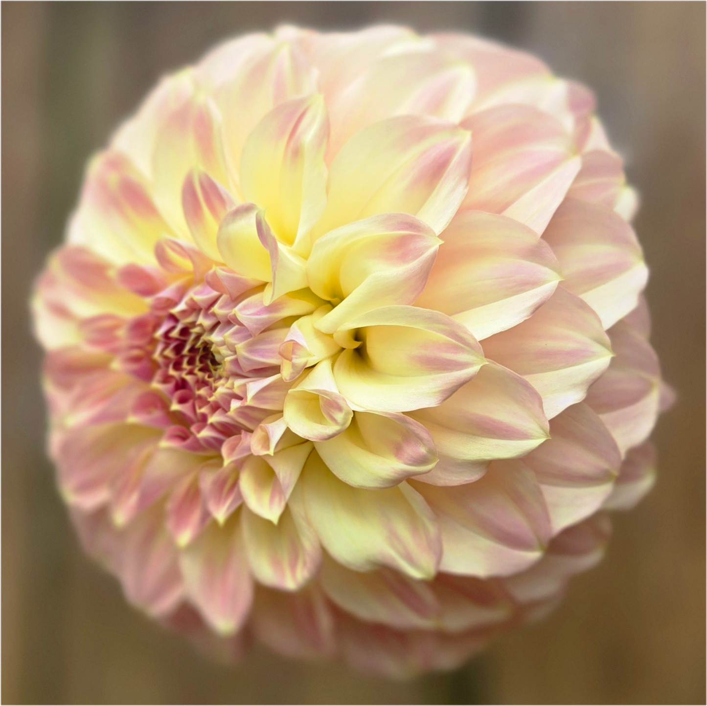 Coorabel Astrid - Cutting