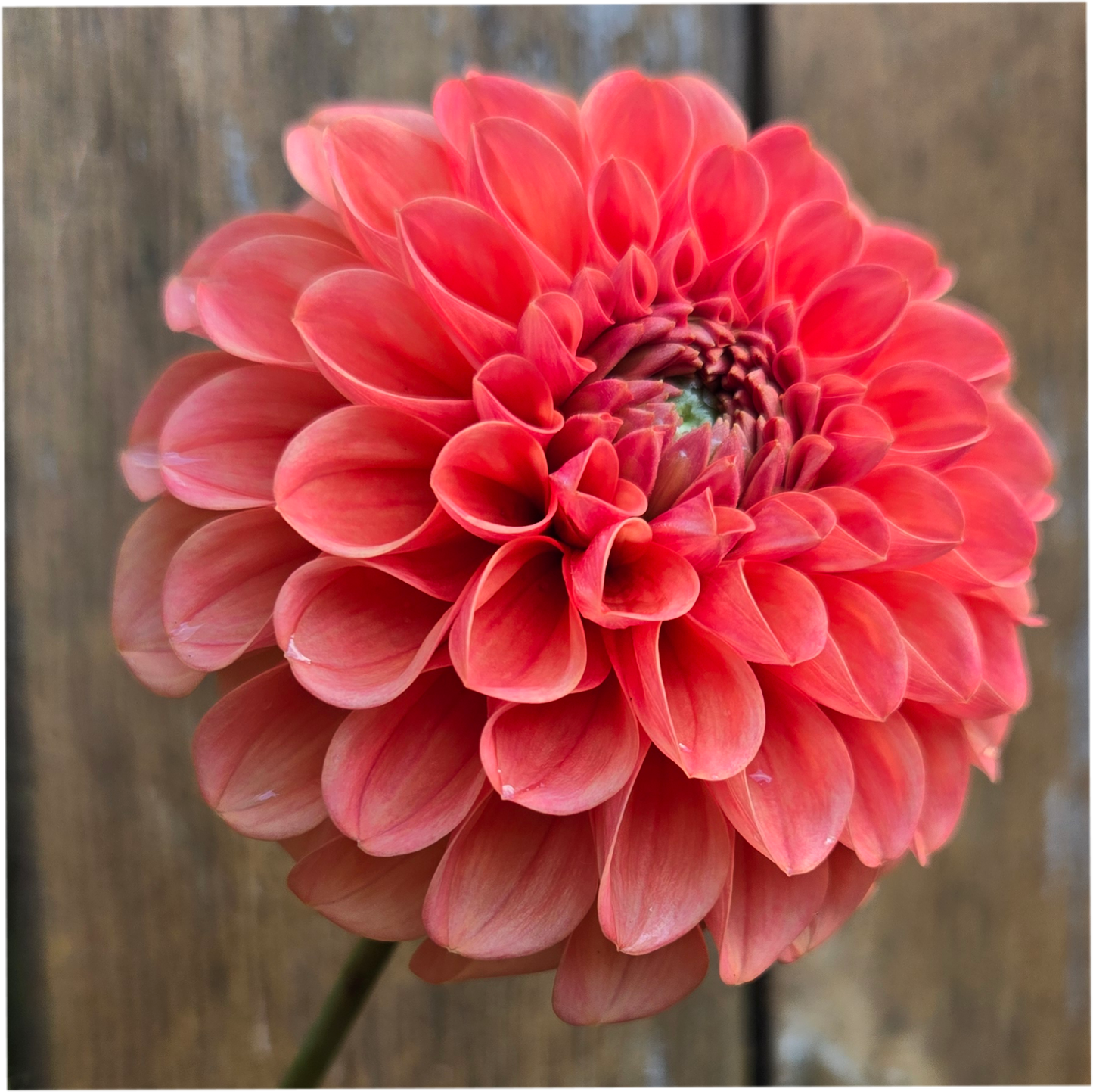 RM Tarnished - Cutting