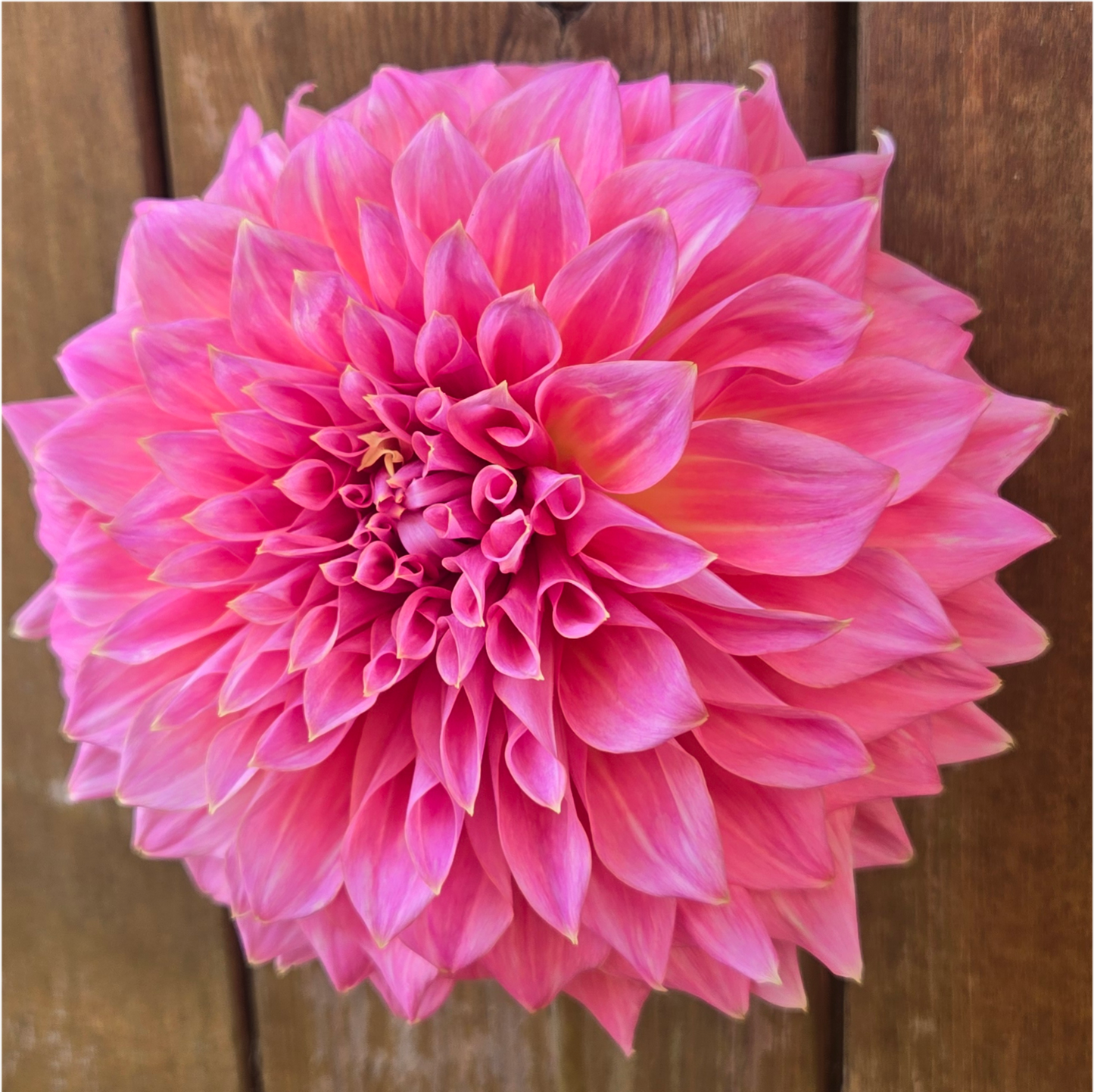 Avoca Amanda - Cutting