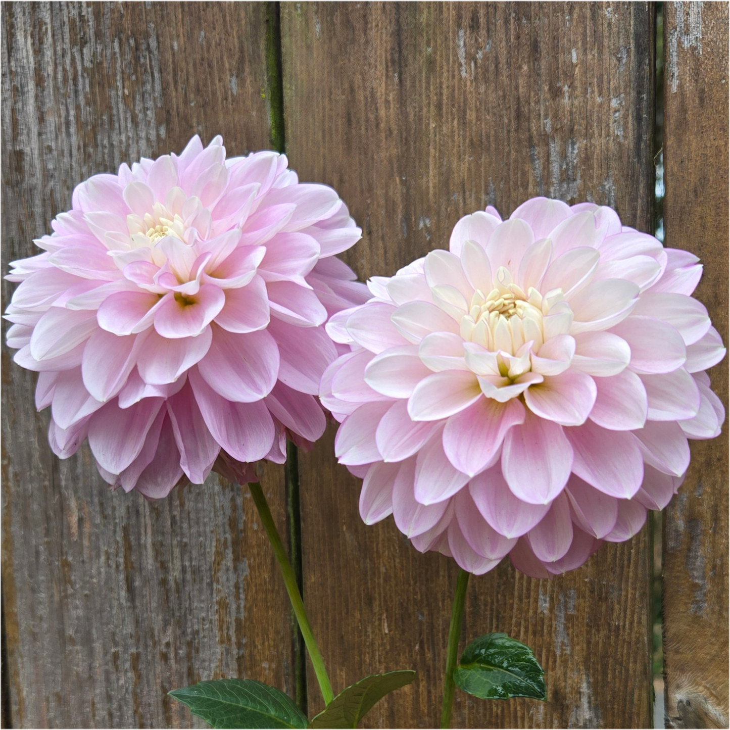 Marionberry Milkshake