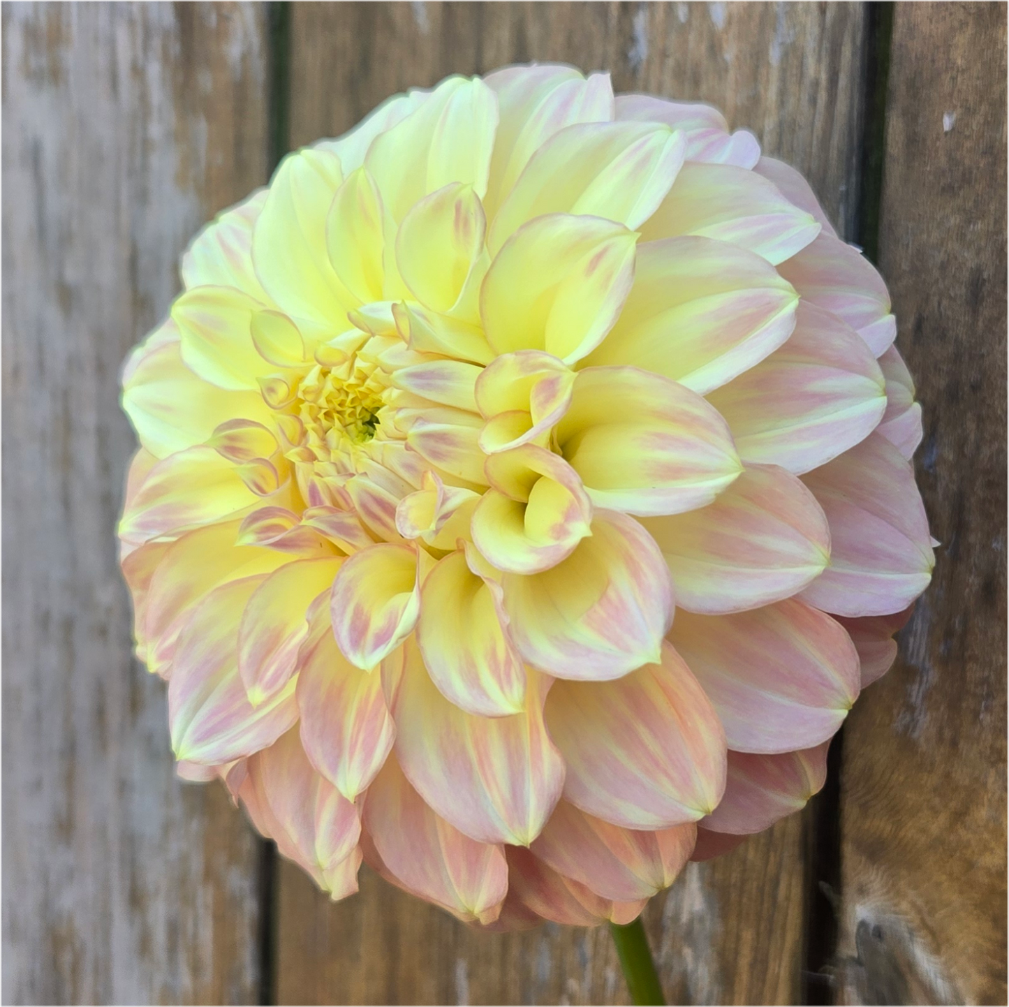 Coorabel Astrid - Cutting