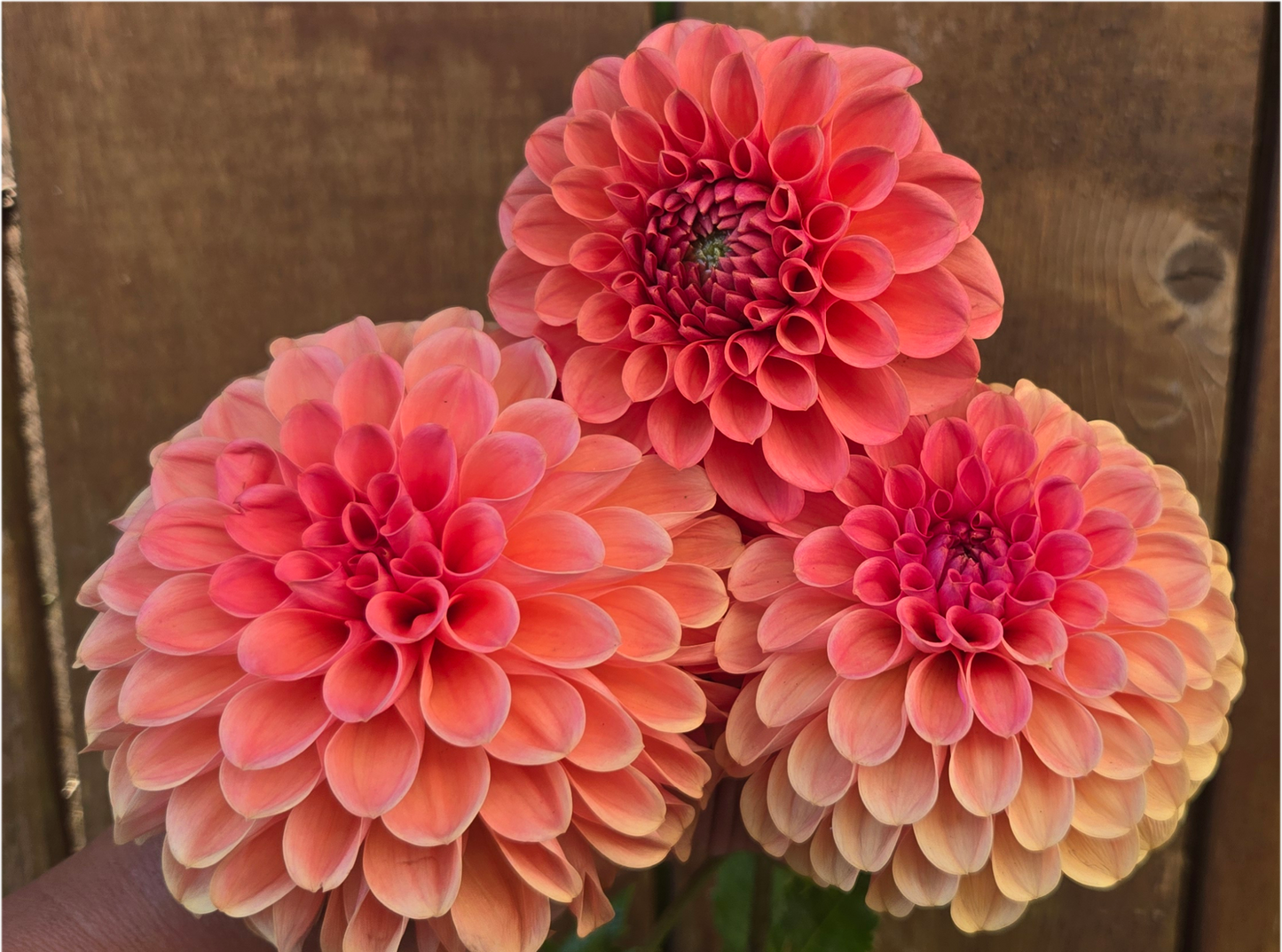 RM Tarnished - Cutting