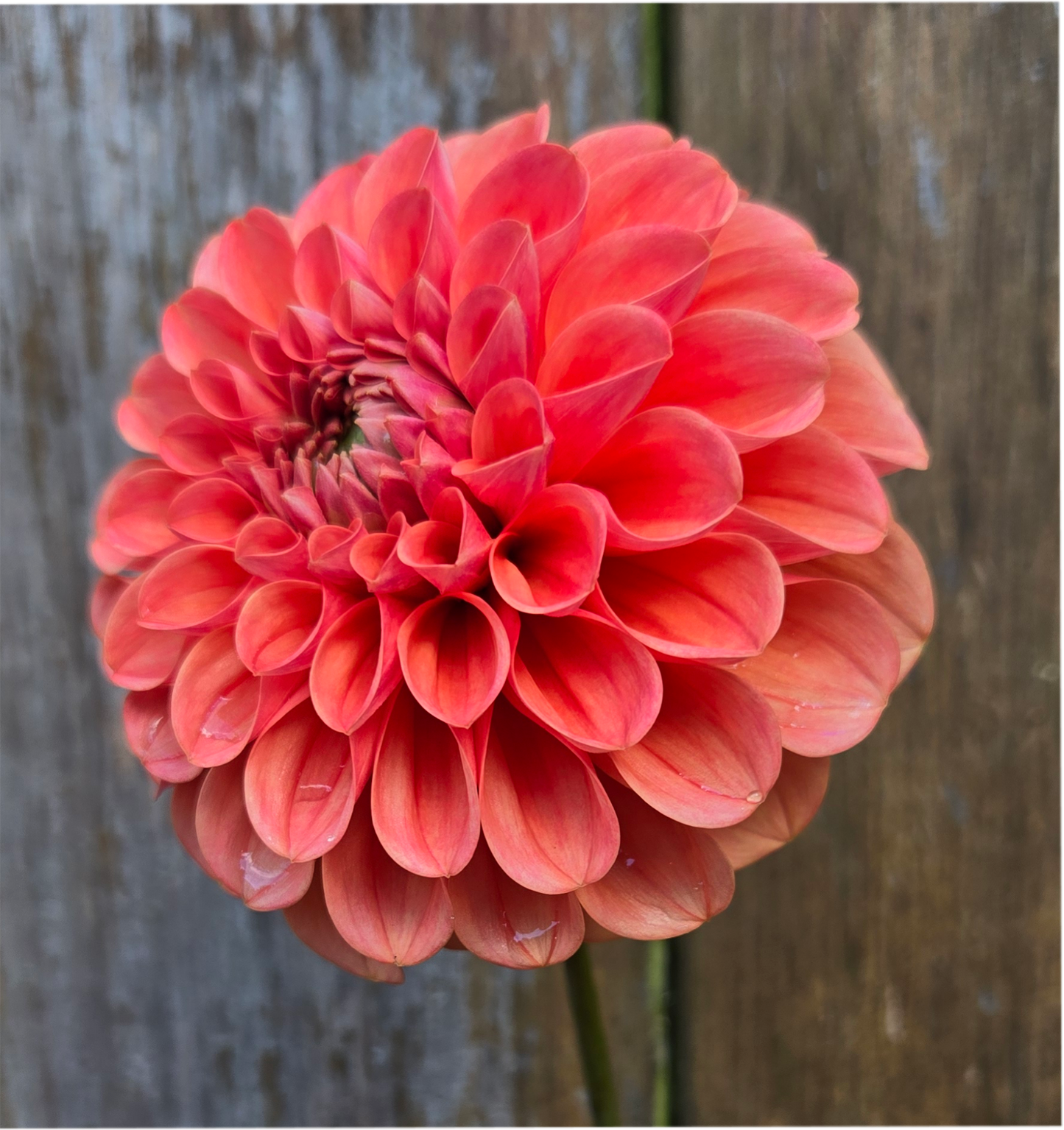 RM Tarnished - Cutting