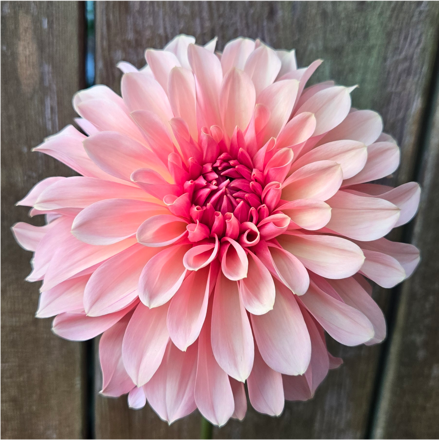 Cara Elizabeth - Cutting