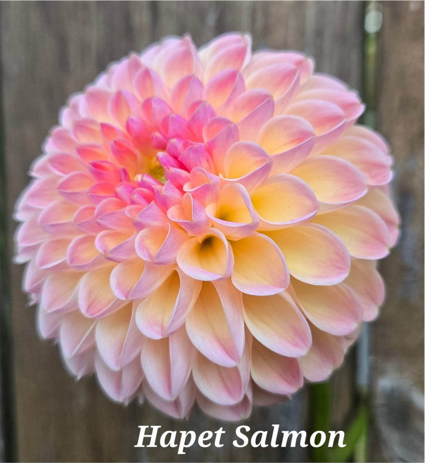 Hapet Salmon