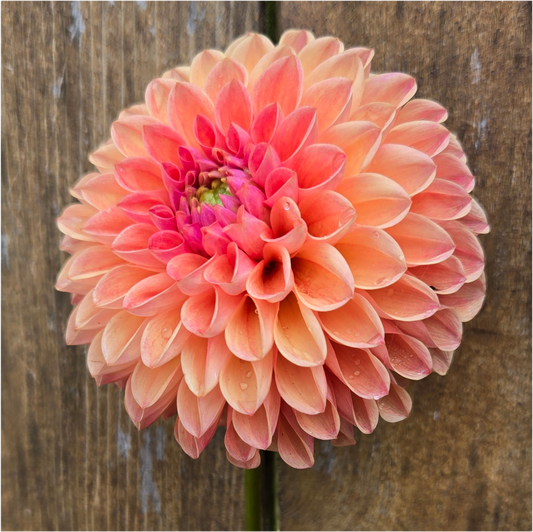 RM Watermelon - Cutting