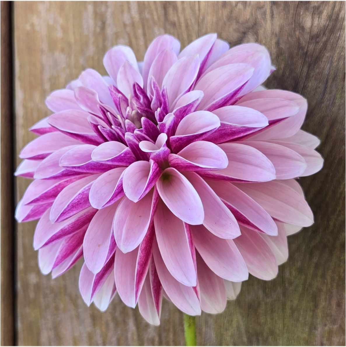 Salish Twilight Girl