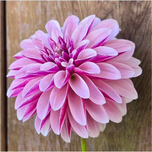 Salish Twilight Girl