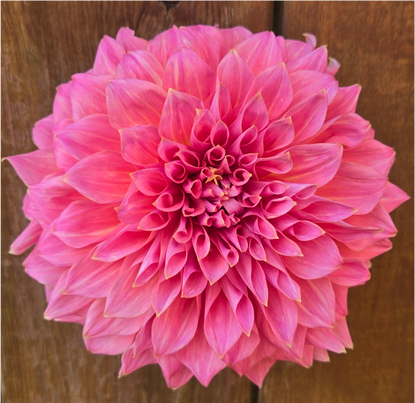 Avoca Amanda - Cutting