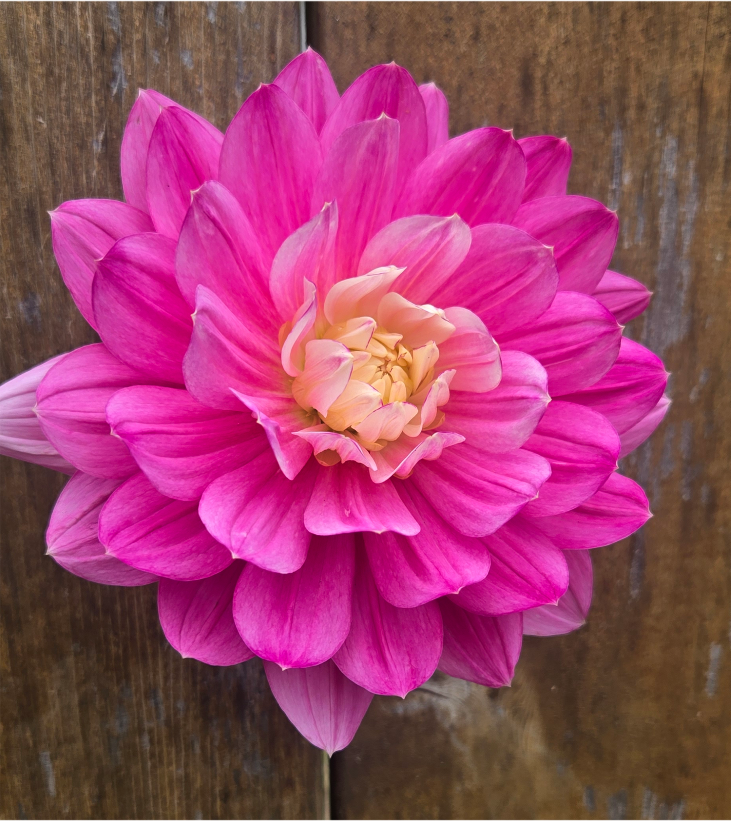 Hollyhill Pink Martini