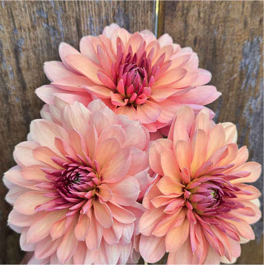 Chateau de la Bourdaisiere - Cutting