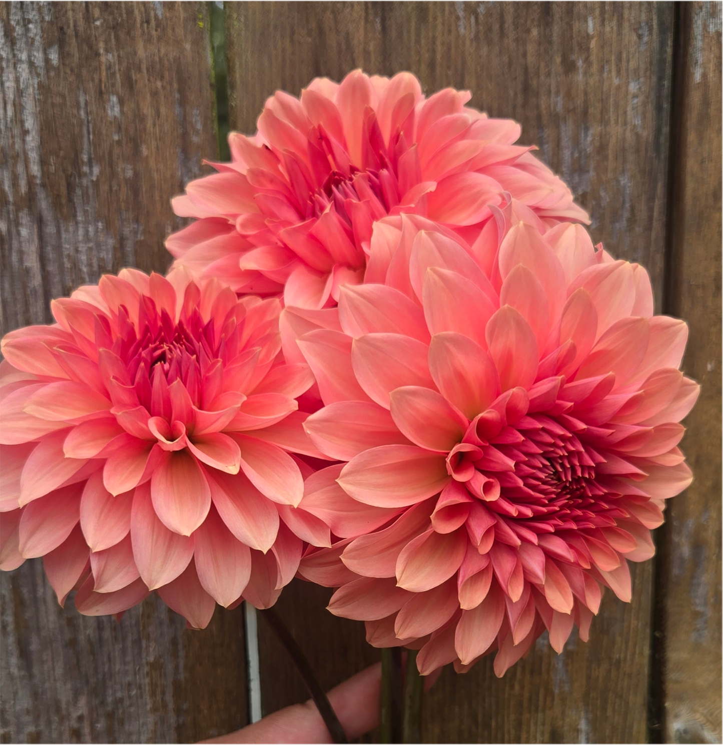 Cara Elizabeth - Cutting