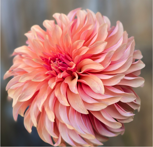 RM/Rivers Varieties Bundle