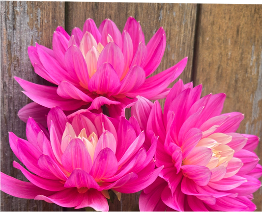 Hollyhill Pink Martini