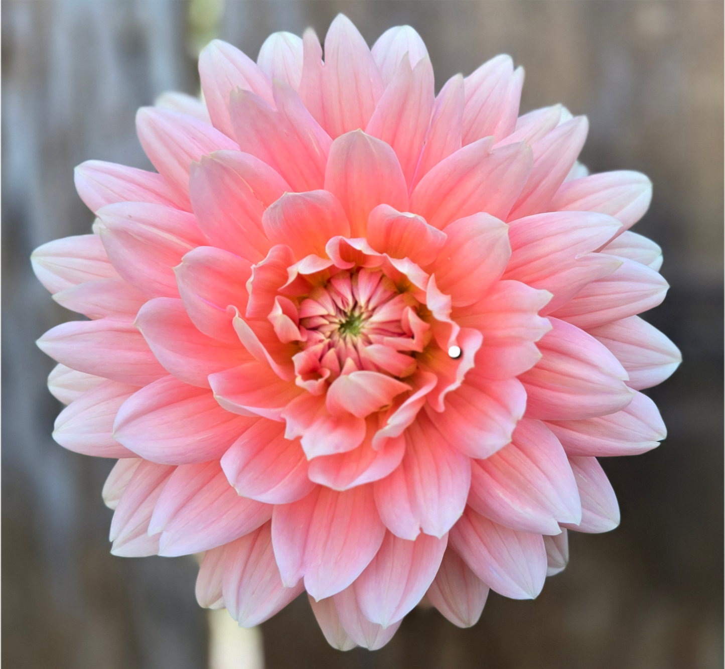 Carolina Wagemans - Cutting