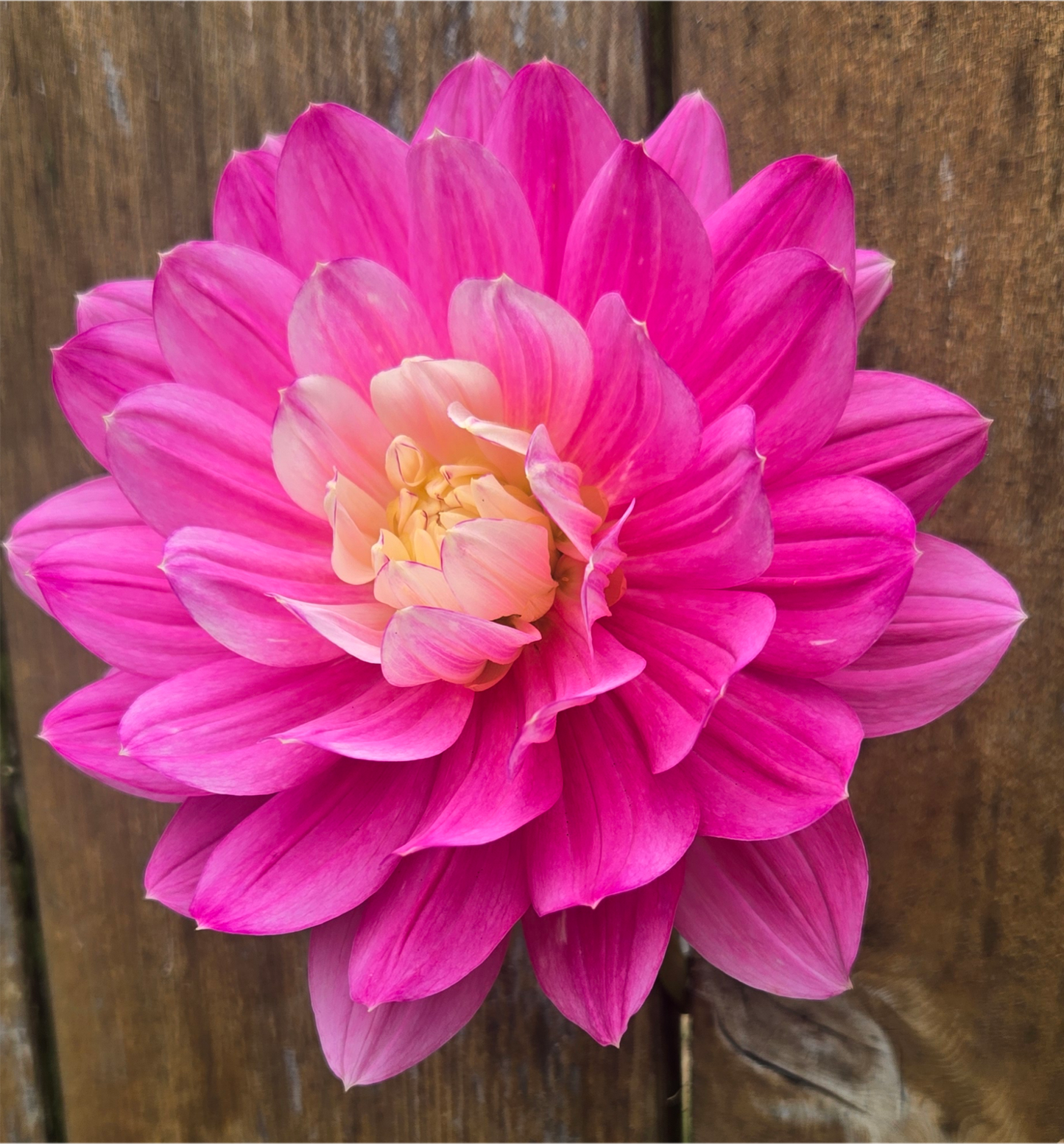 Hollyhill Pink Martini