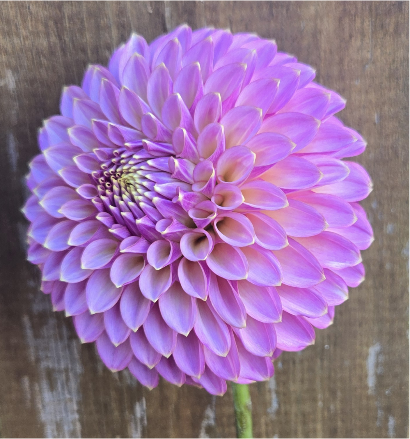 Skipley Spot of Gold